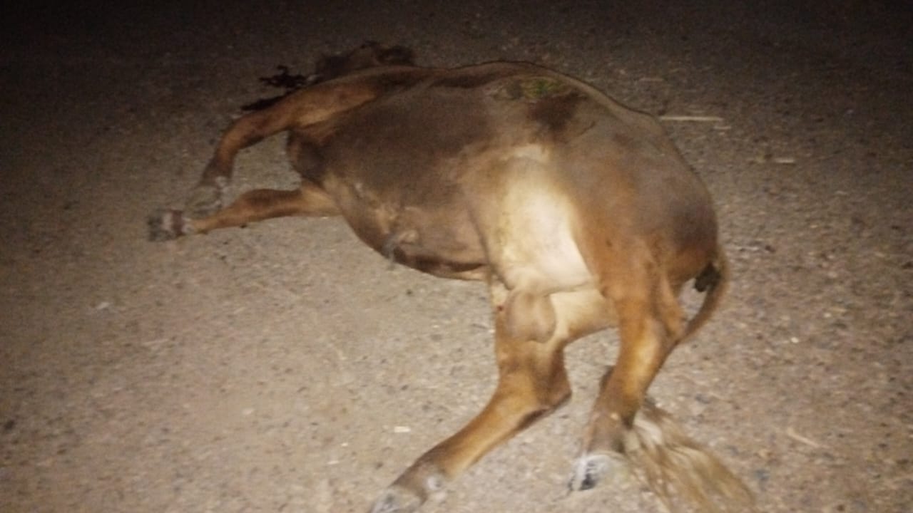 vaca.jpg